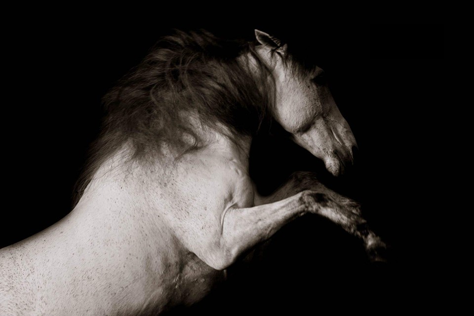 Theatre equestre