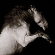 Theatre equestre