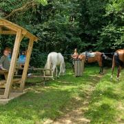 Bois de Bomy 2